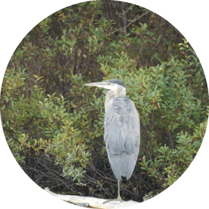 blue heron on the Platte River