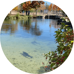 Riverside salmon at the weir