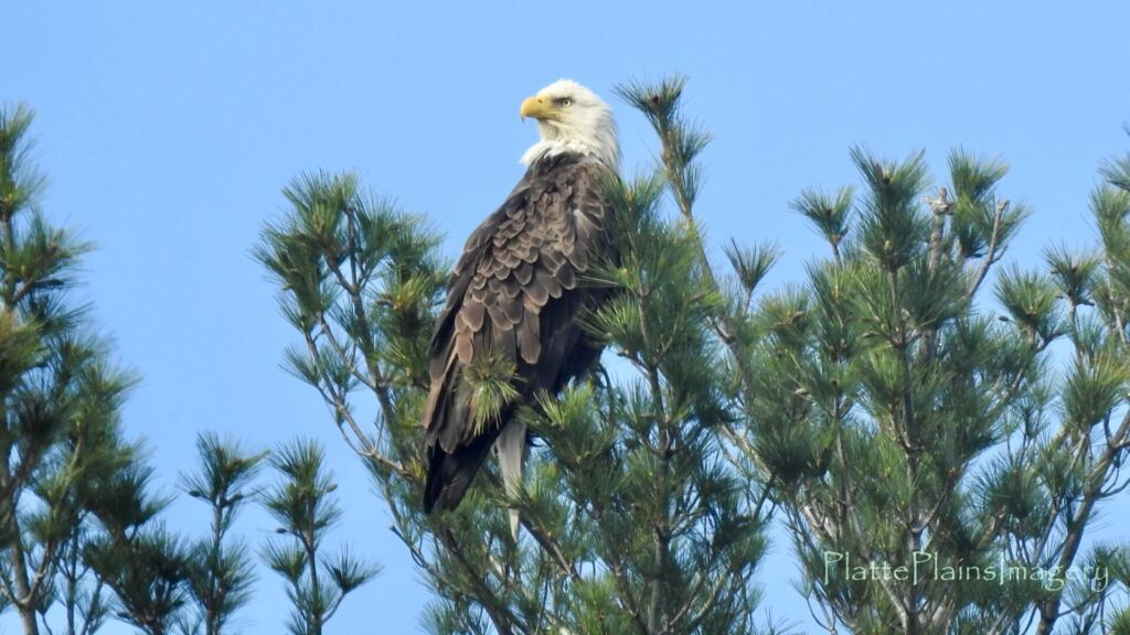 platte river bald eagle