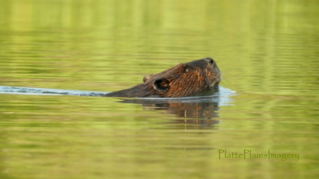 platte river beaver