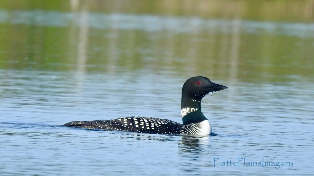 platte river common loon