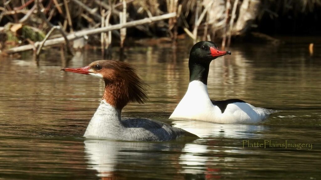 platter river common merganser