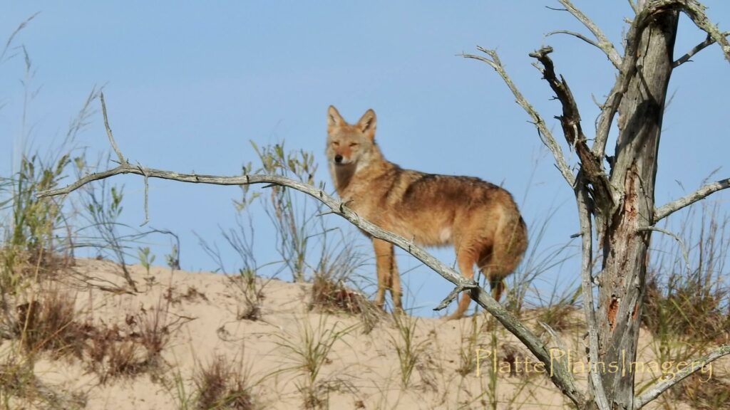 platte river coyote