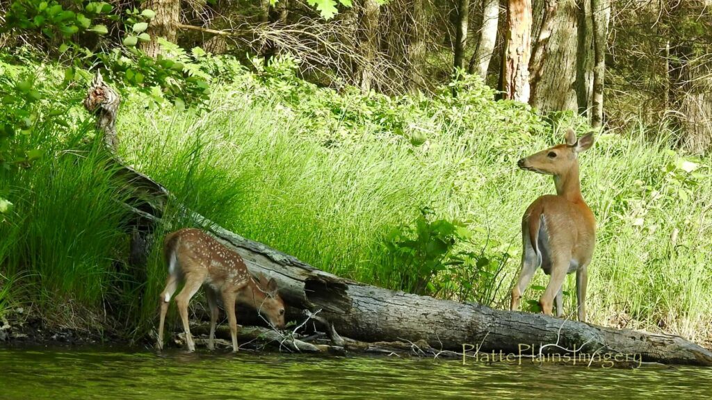 platte river whitetail deer