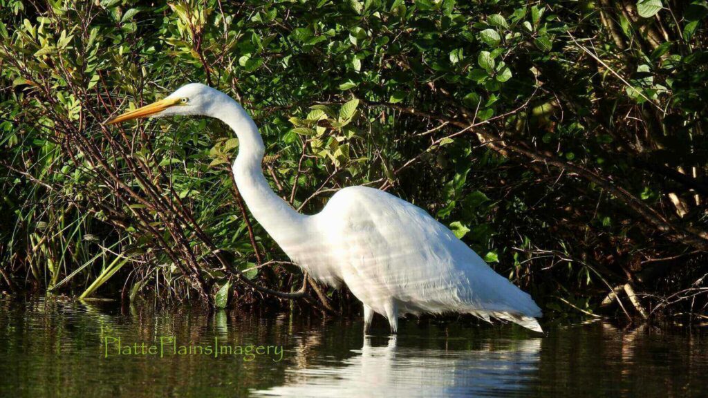 platte river giant egret