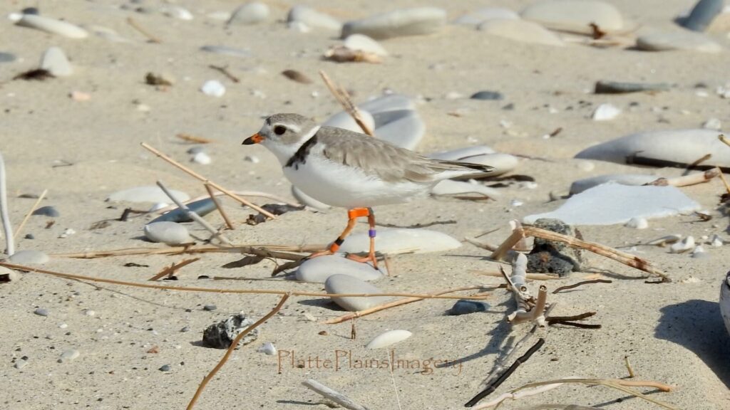 platte river piper plover 