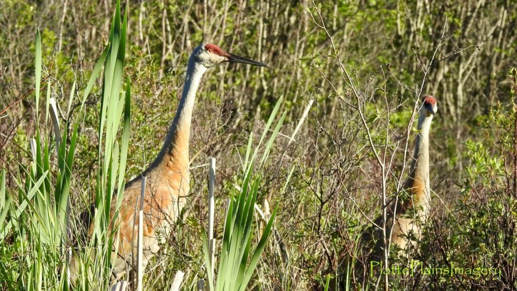 platte river sandhill crane