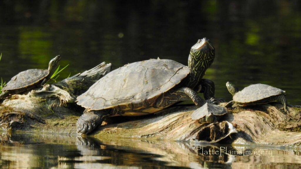 platte river turtles