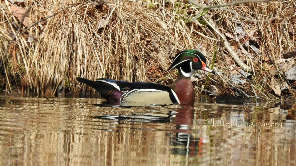 platte river wood duck